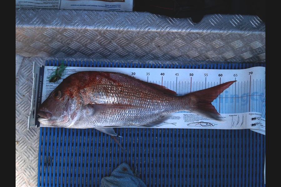 Brian  Gallogly caught this 57.0cm Snapper at Waiheke during The Export NZ Fishing Competition